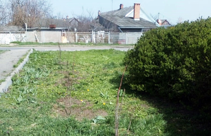 В рамках акции "Сад памяти" в Усть-Лабинске высадили кусты черёмухи