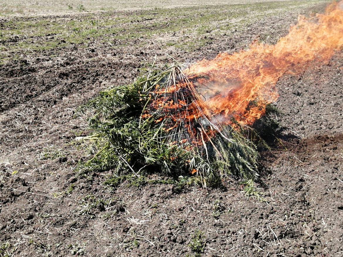 В Усть-Лабинске продолжаются рейды по выявлению и уничтожению кустов дикорастущей конопли